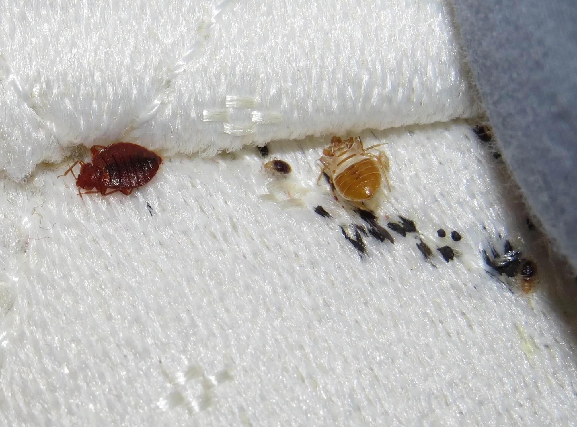 Bed Bugs Treatment