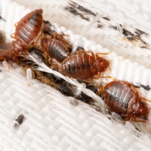 Bed Bugs Treatment